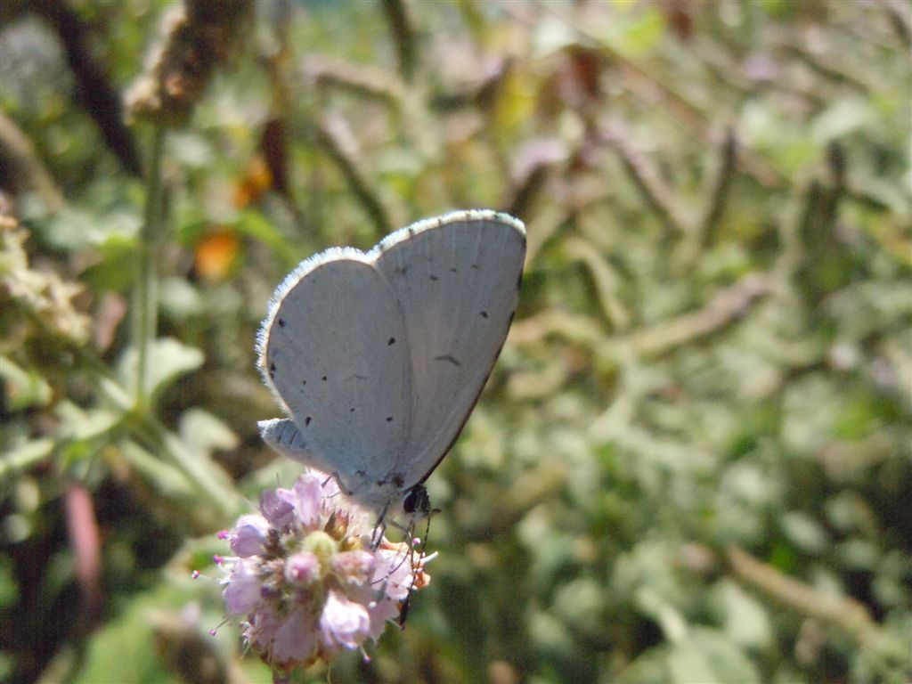 Celastrina argiolus?