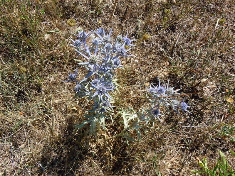 Scanno(AQ) - Eryngium amethystinum/Calcatreppola ametistina