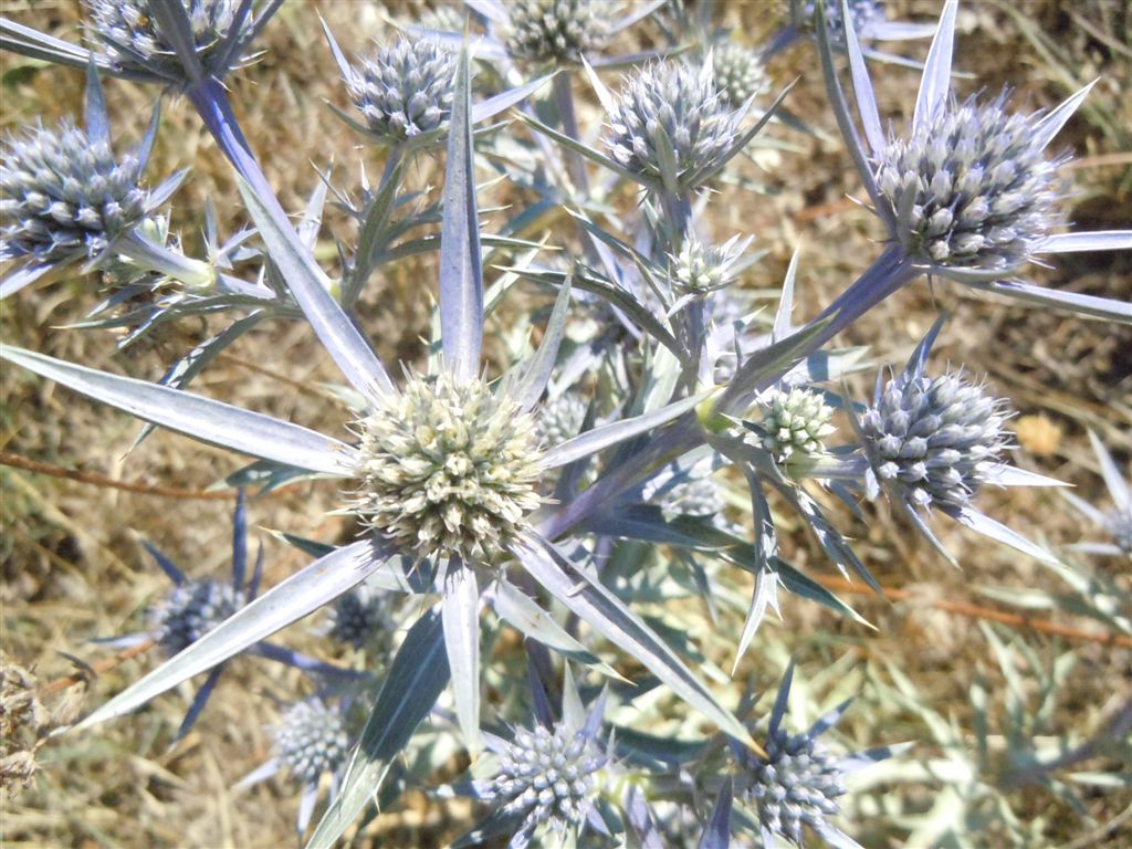 Scanno(AQ) - Eryngium amethystinum/Calcatreppola ametistina