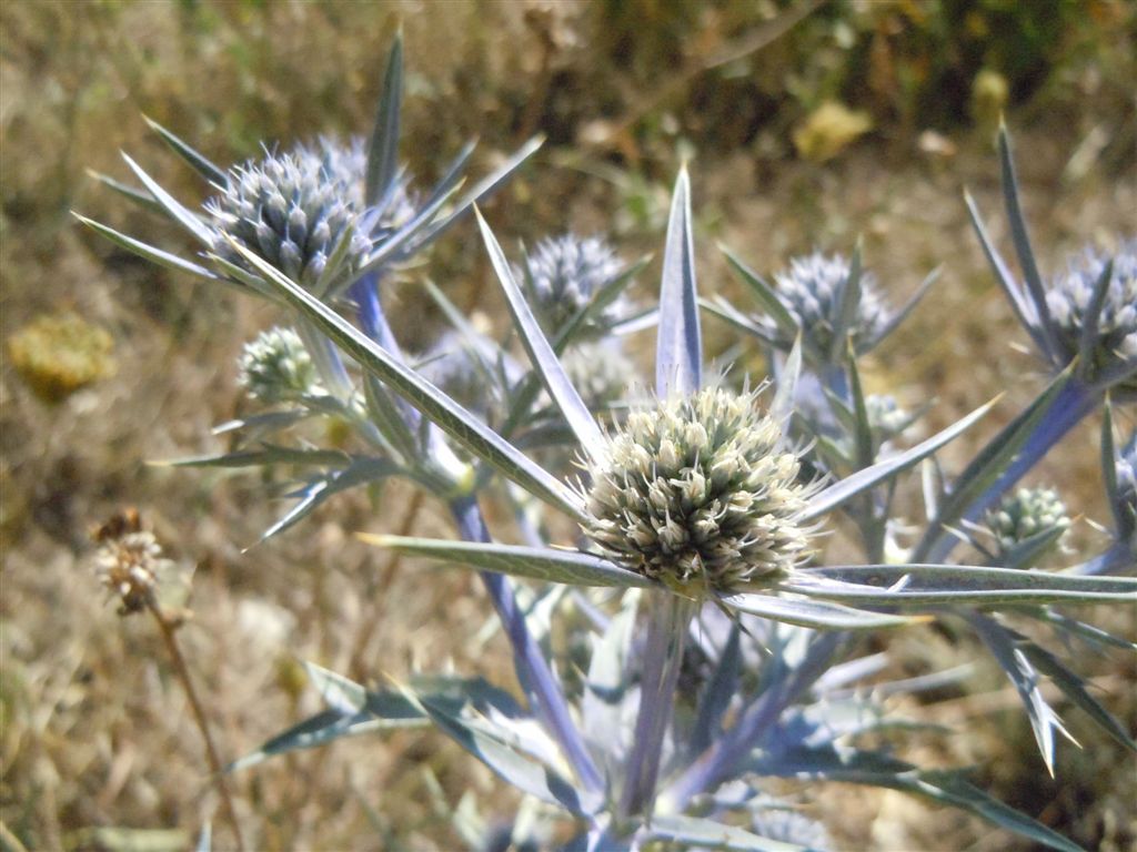 Scanno(AQ) - Eryngium amethystinum/Calcatreppola ametistina