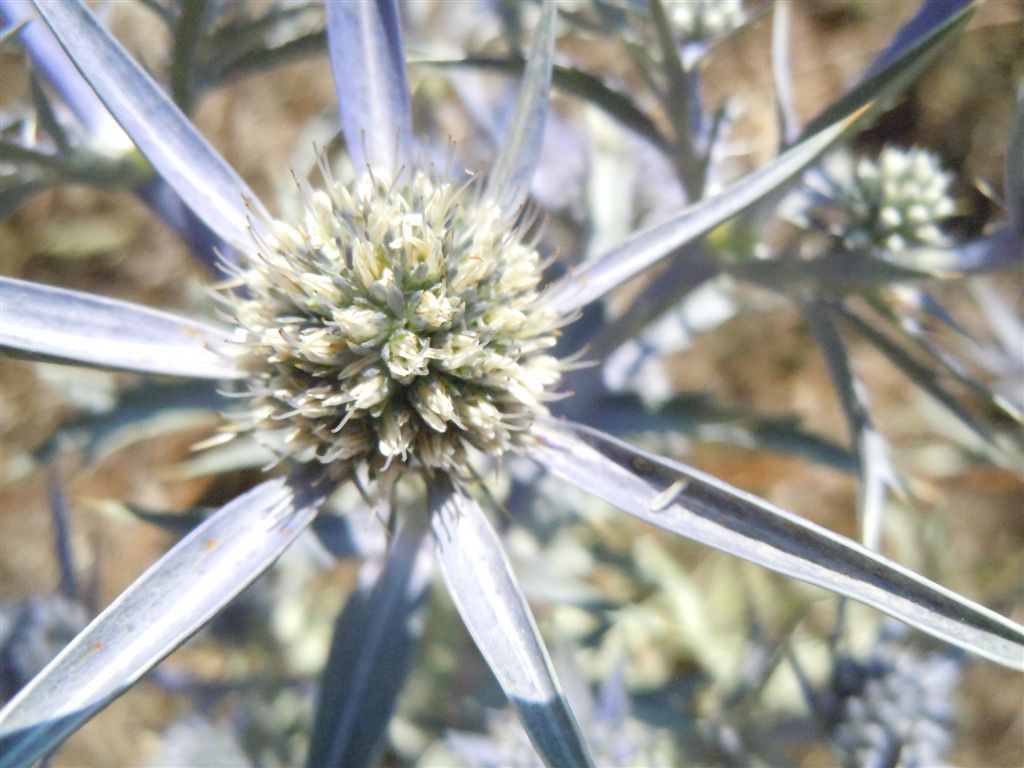 Scanno(AQ) - Eryngium amethystinum/Calcatreppola ametistina