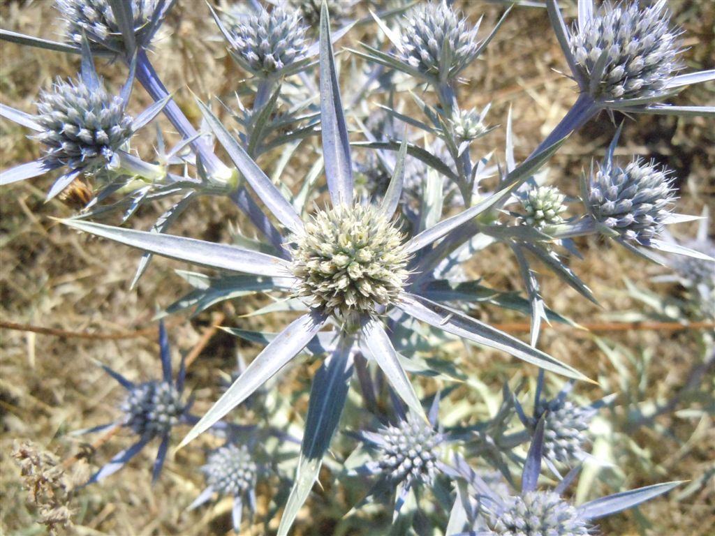 Scanno(AQ) - Eryngium amethystinum/Calcatreppola ametistina