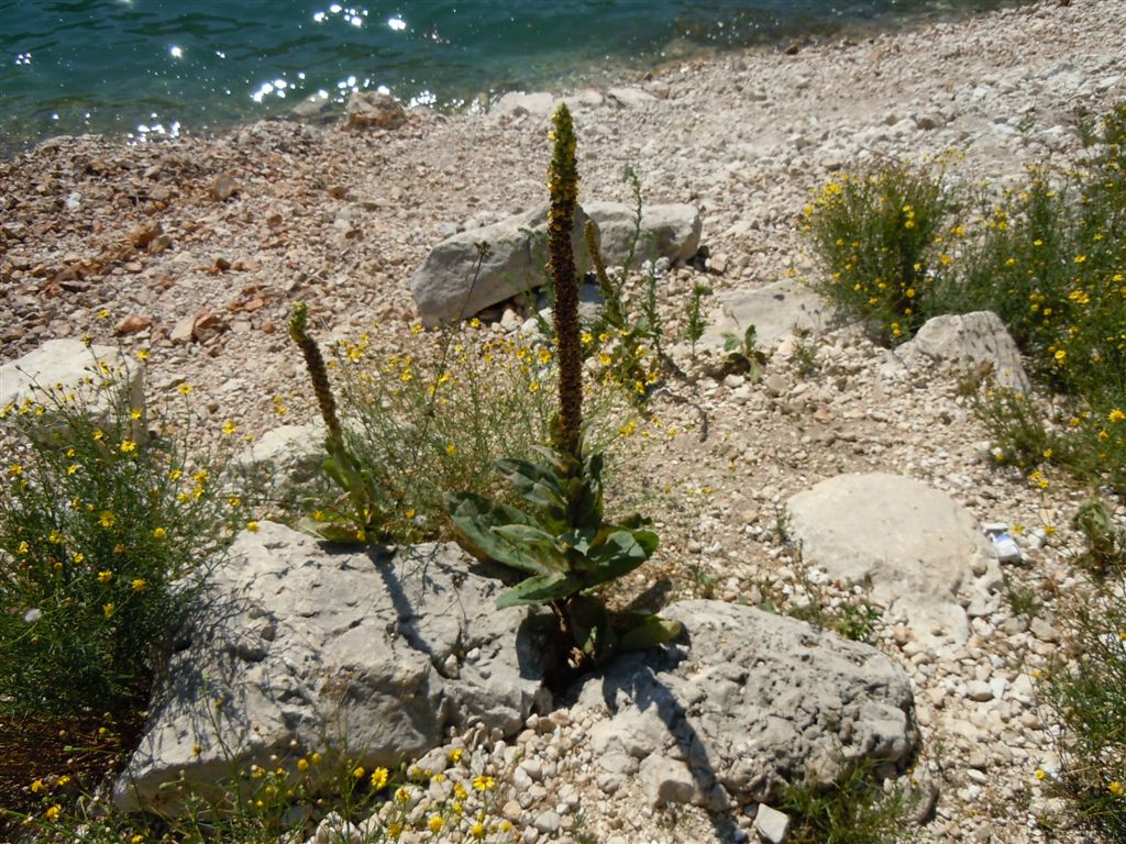 Verbascum thapsus