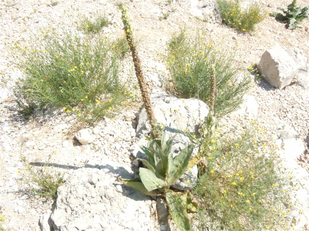 Verbascum thapsus