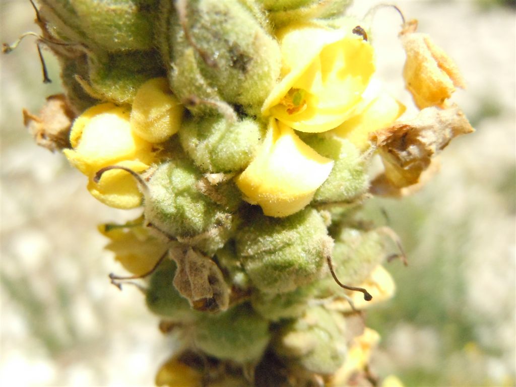 Verbascum thapsus