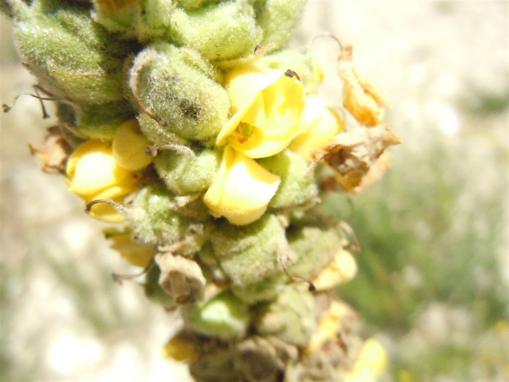 Verbascum thapsus