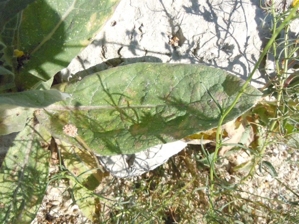 Verbascum thapsus