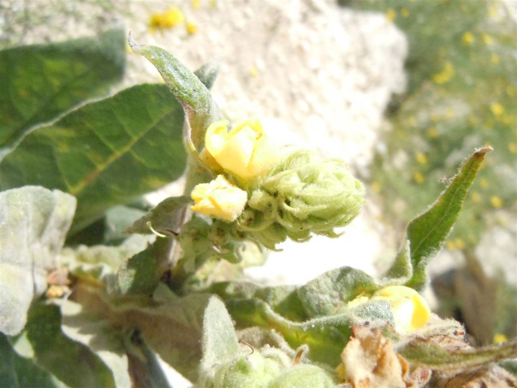Verbascum thapsus
