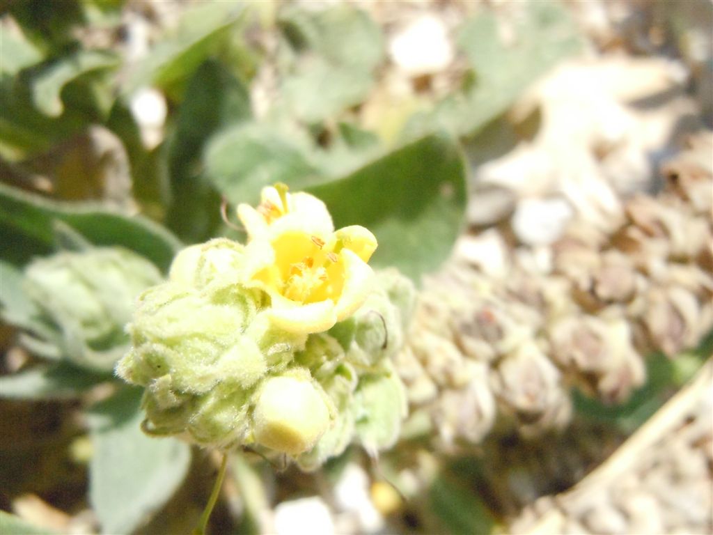 Verbascum thapsus