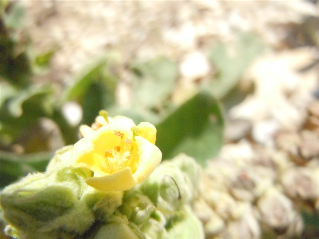 Verbascum thapsus