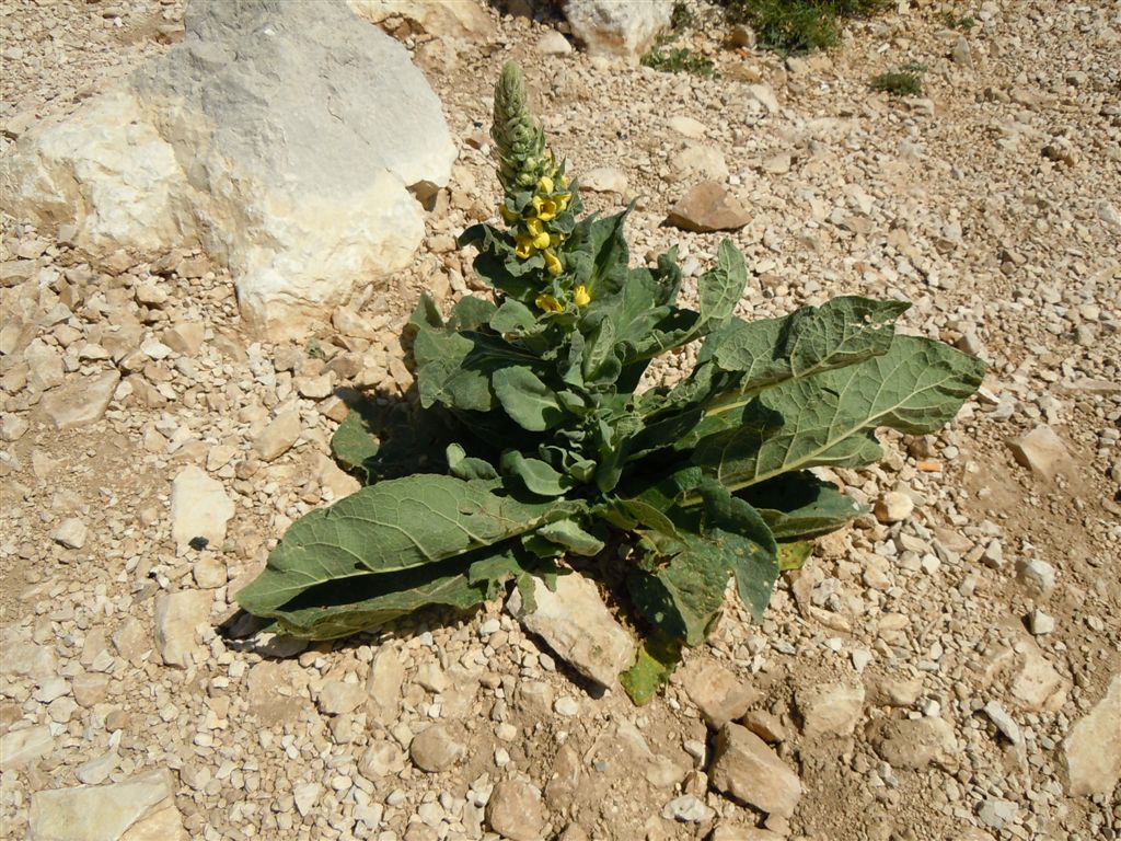 Verbascum thapsus