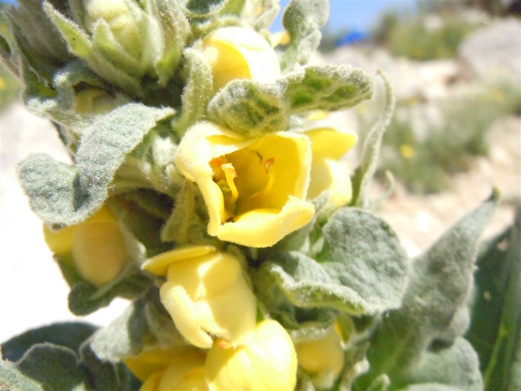 Verbascum thapsus