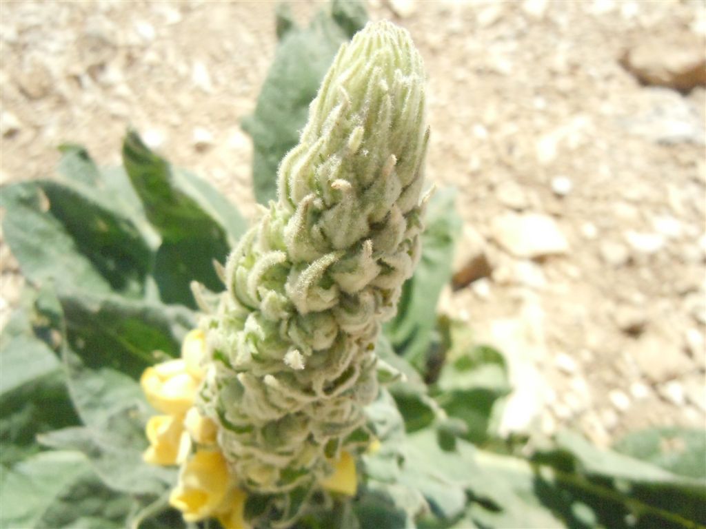 Verbascum thapsus