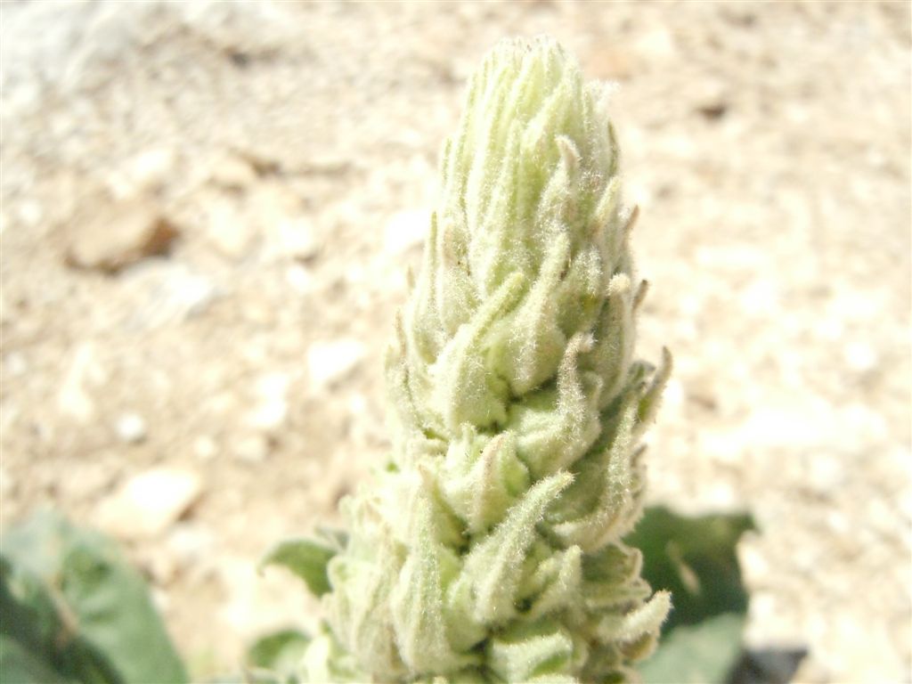 Verbascum thapsus