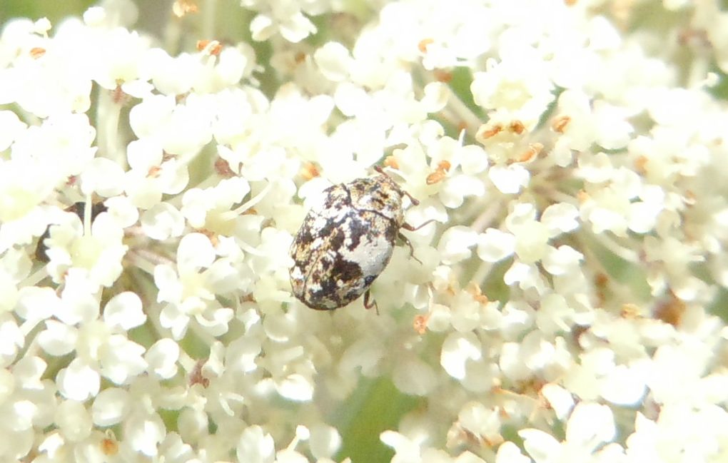 Dermestidae da identificare: Anthrenus sp.