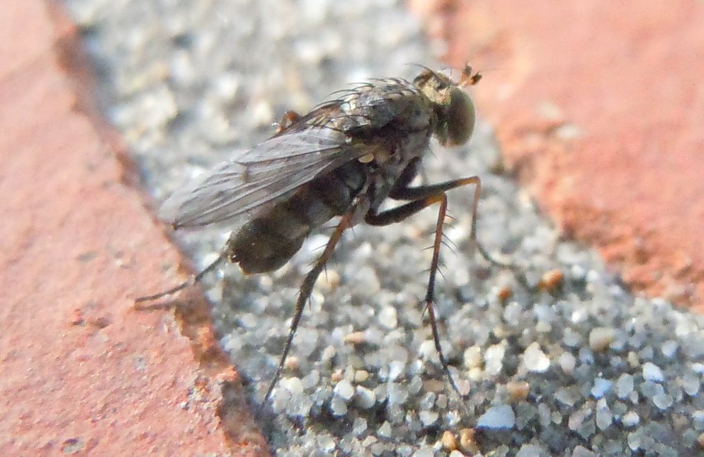 Dolichopodidae?