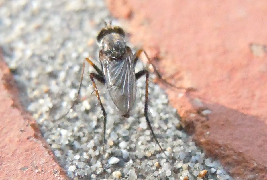 Dolichopodidae?