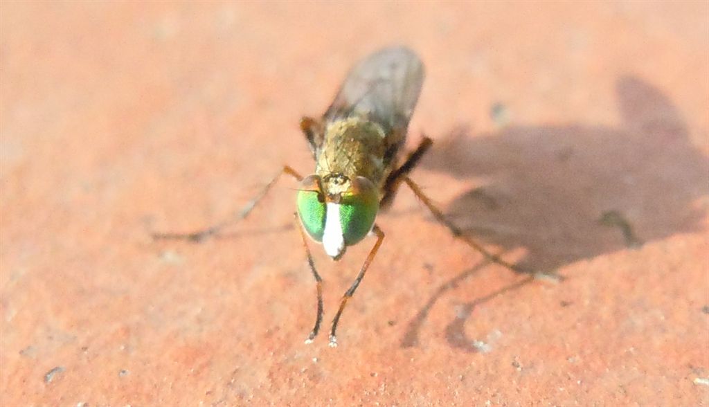 Dolichopodidae?