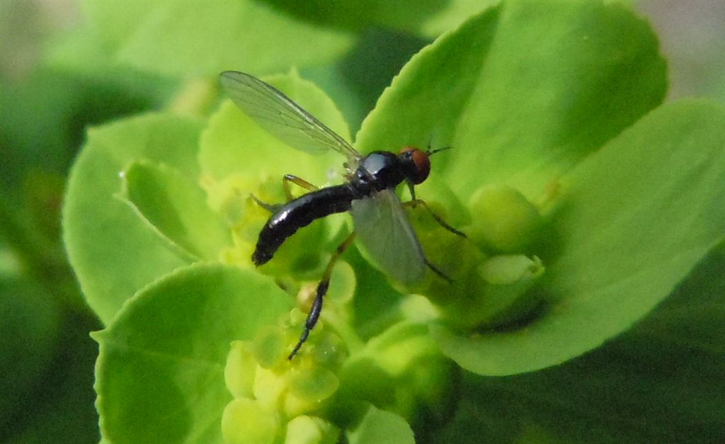 Empis (Lissempis) nigritarsis (Empididae)