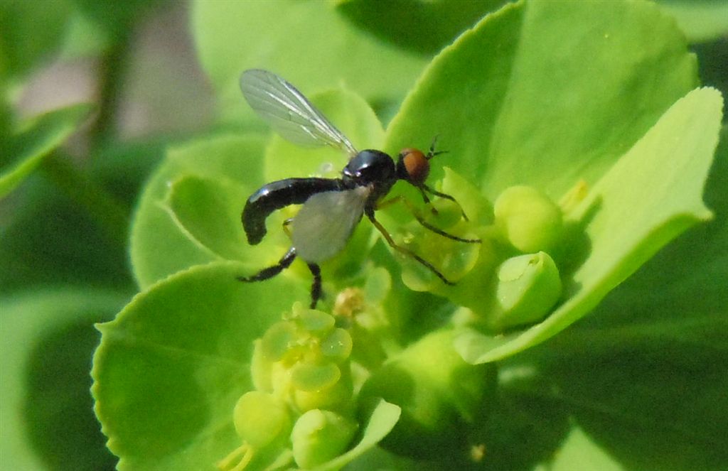 Empis (Lissempis) nigritarsis (Empididae)