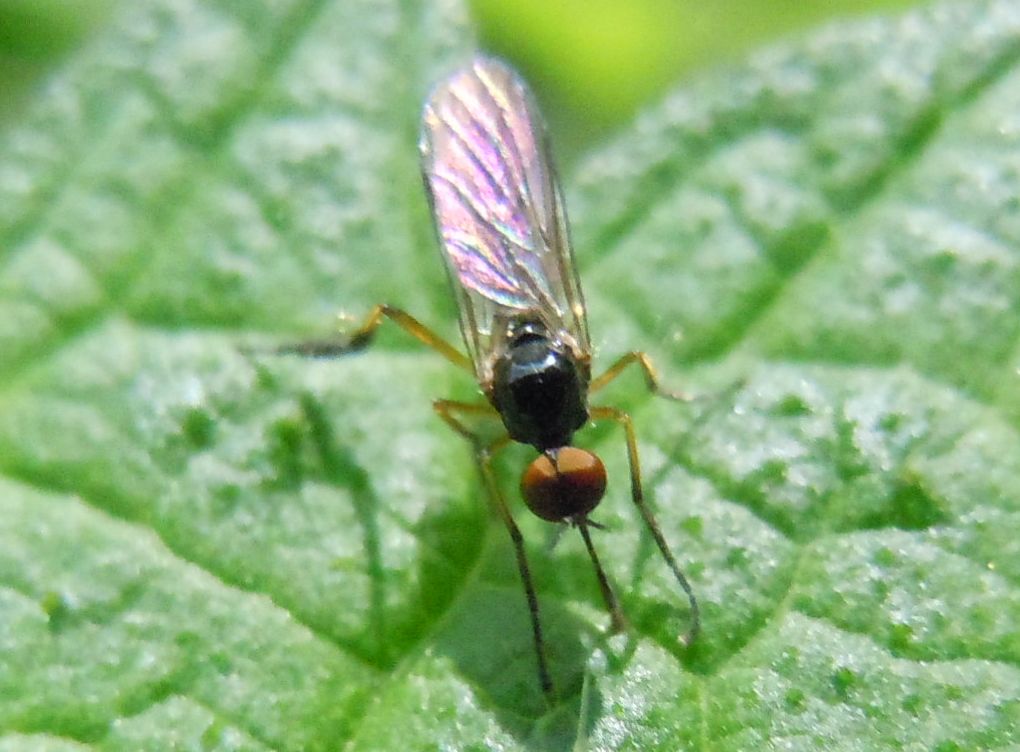 Empis (Lissempis) nigritarsis (Empididae)