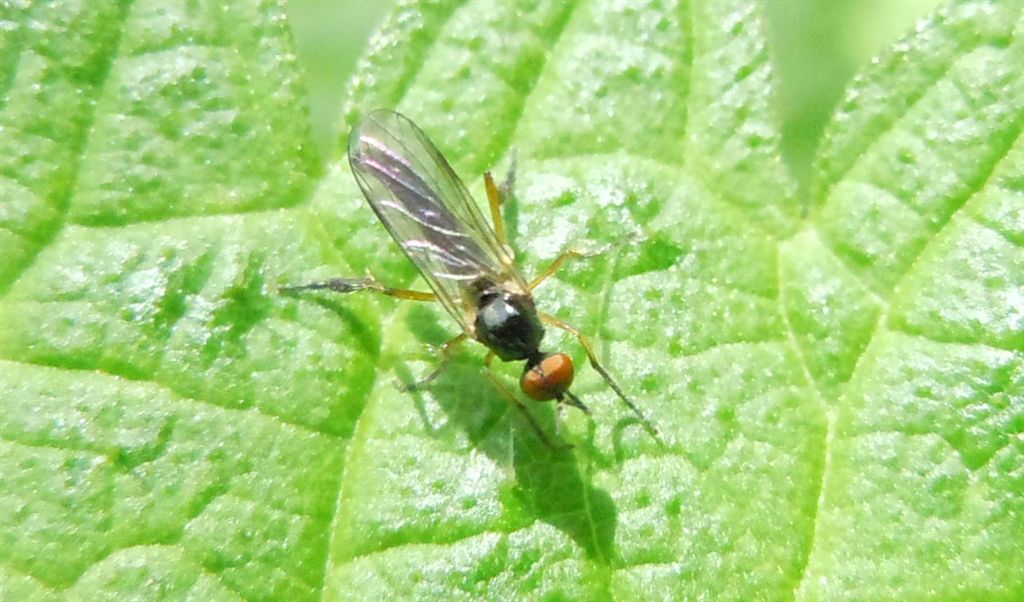Empis (Lissempis) nigritarsis (Empididae)
