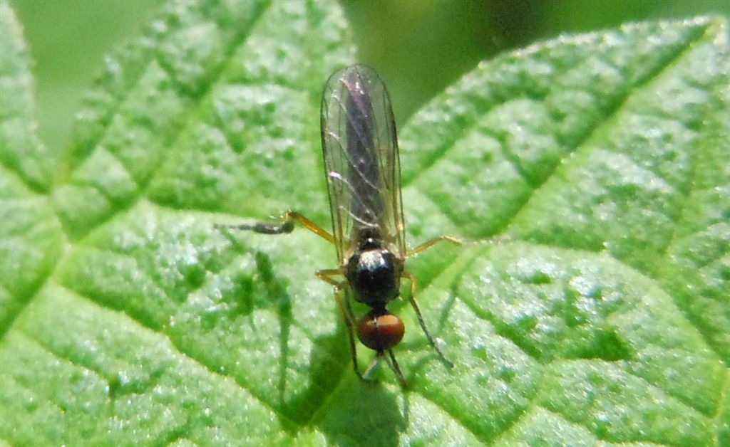 Empis (Lissempis) nigritarsis (Empididae)