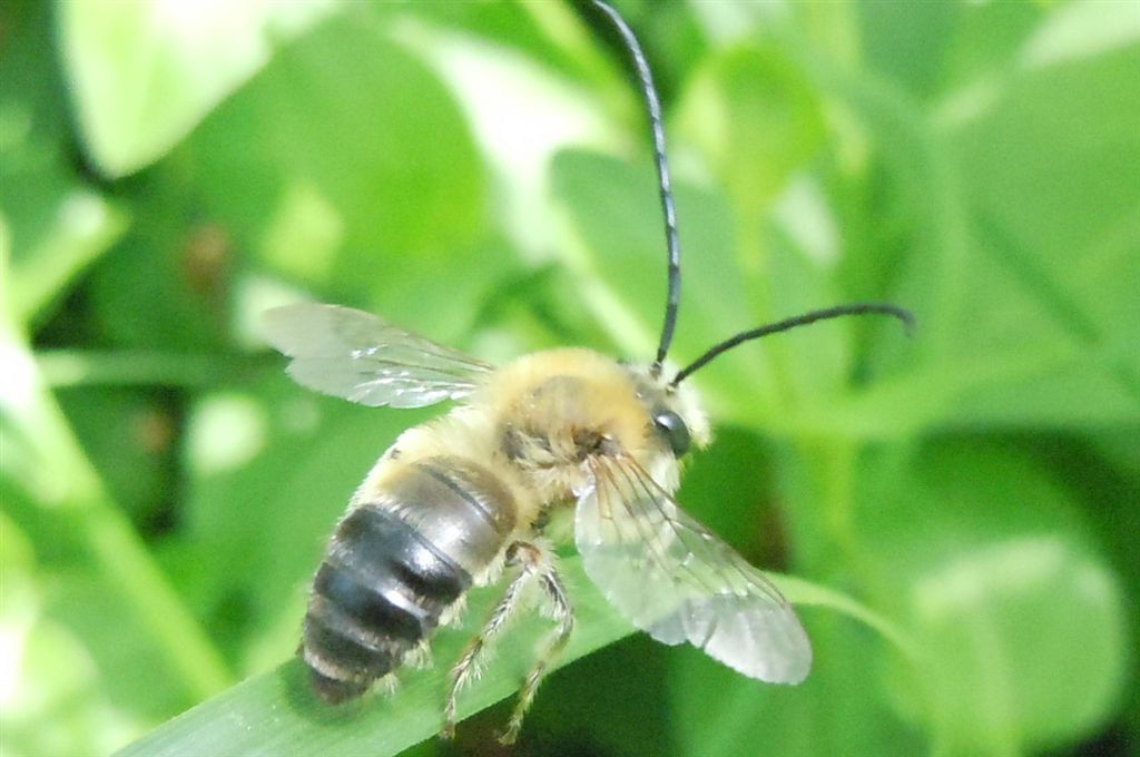Eucera sp.?