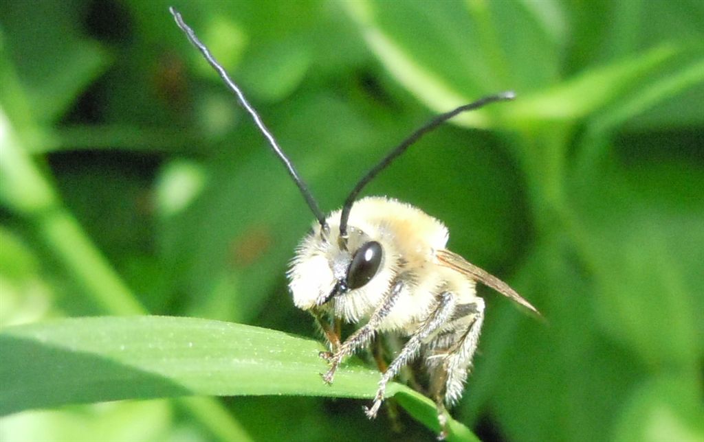 Eucera sp.?