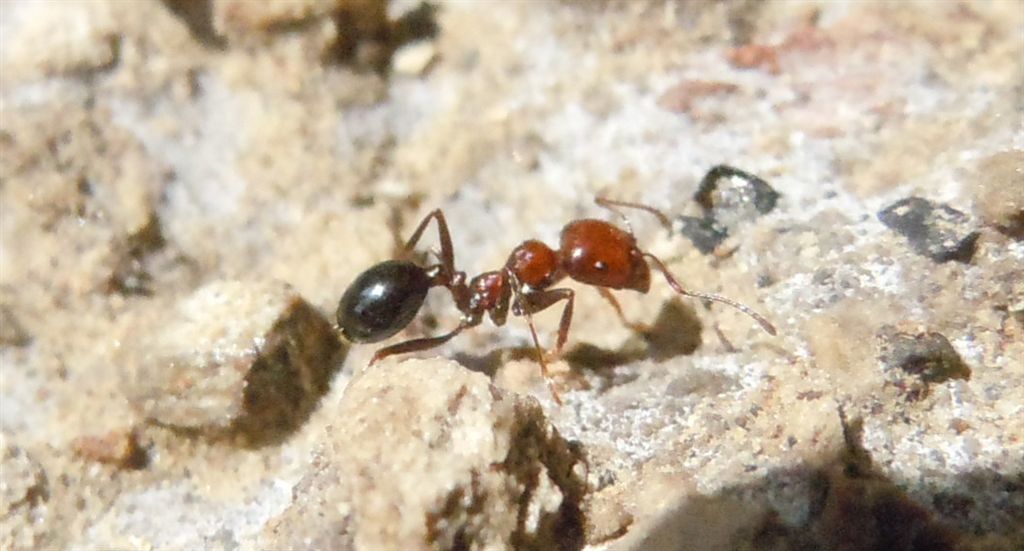 Messor minor