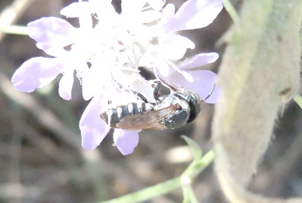 Apidae Halictinae? No, probabile Coelioxys sp. (Apidae Megachilinae)
