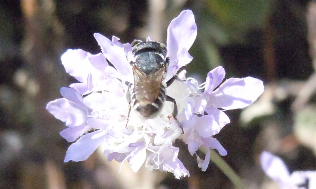 Apidae Halictinae? No, probabile Coelioxys sp. (Apidae Megachilinae)