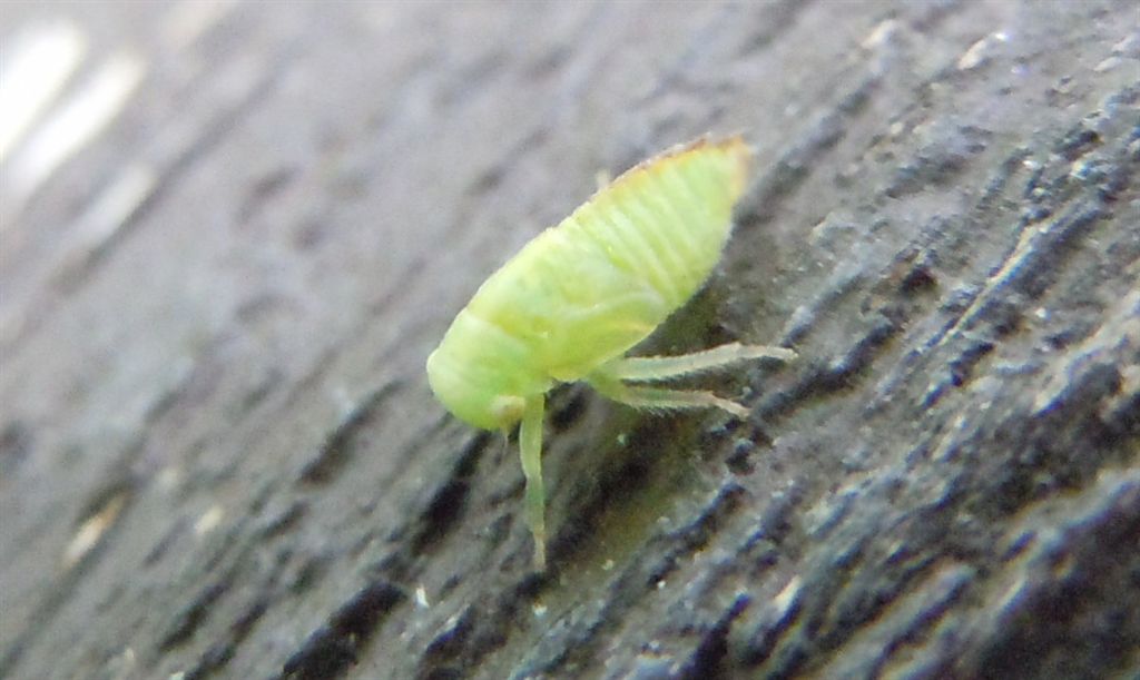 Ninfa di Emittero Cicadellidae Macropsinae
