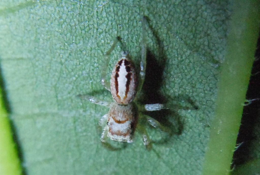 Icius sp. - Agnano (NA)