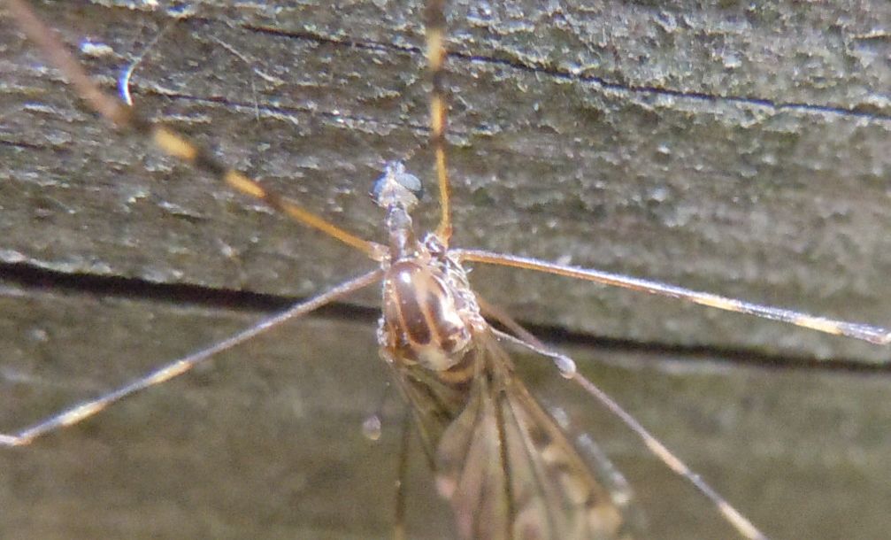 Limoniidae?
