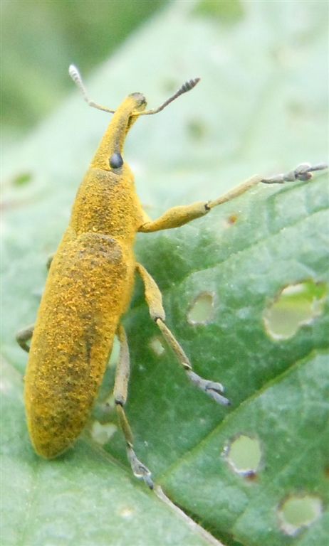 Lixus da identificare: L. pulverulentus (cf.)