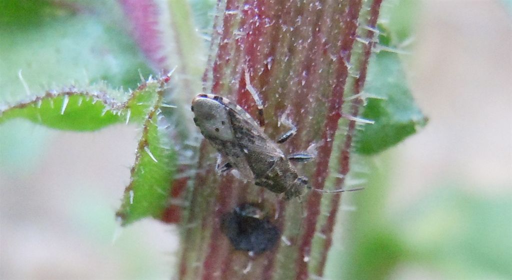 Lygaeidae: Heterogaster urticae della Campania (NA)