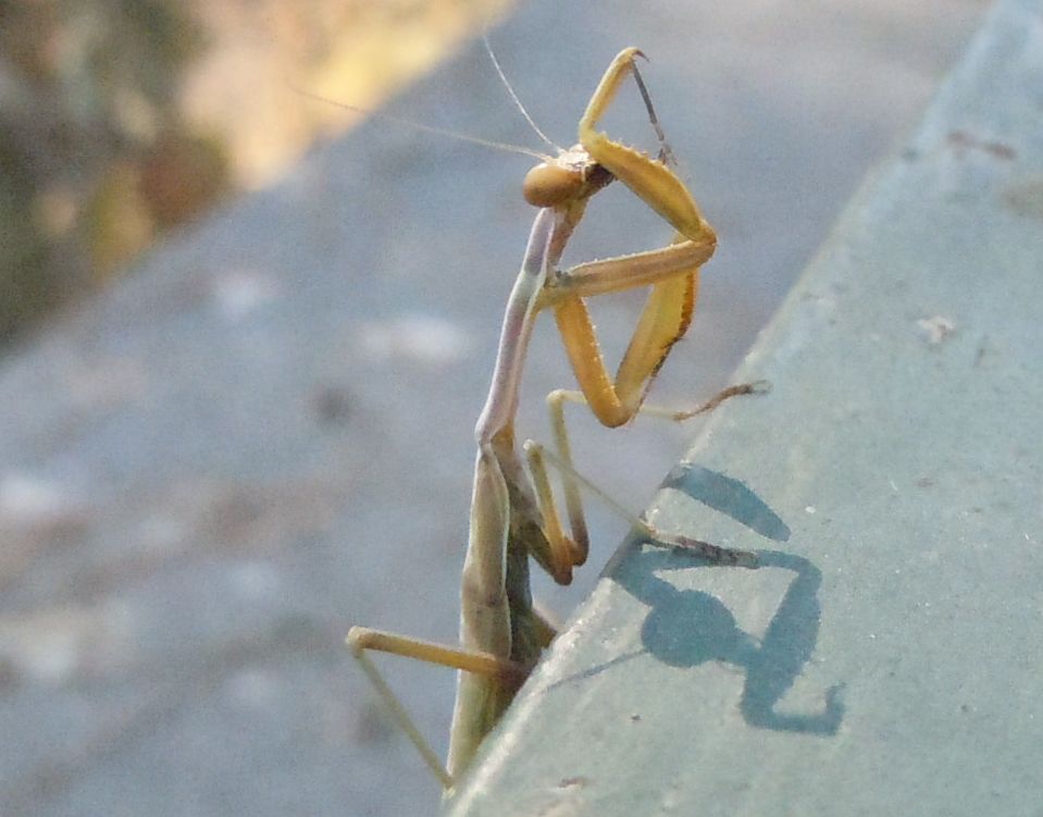 Giovane Mantis religiosa? no, Iris oratoria