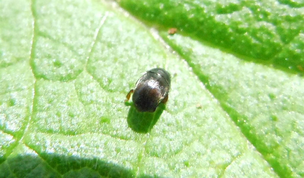 Meligethes?