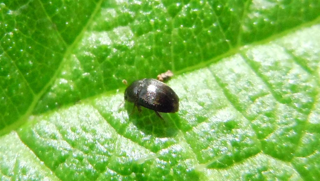 Meligethes?