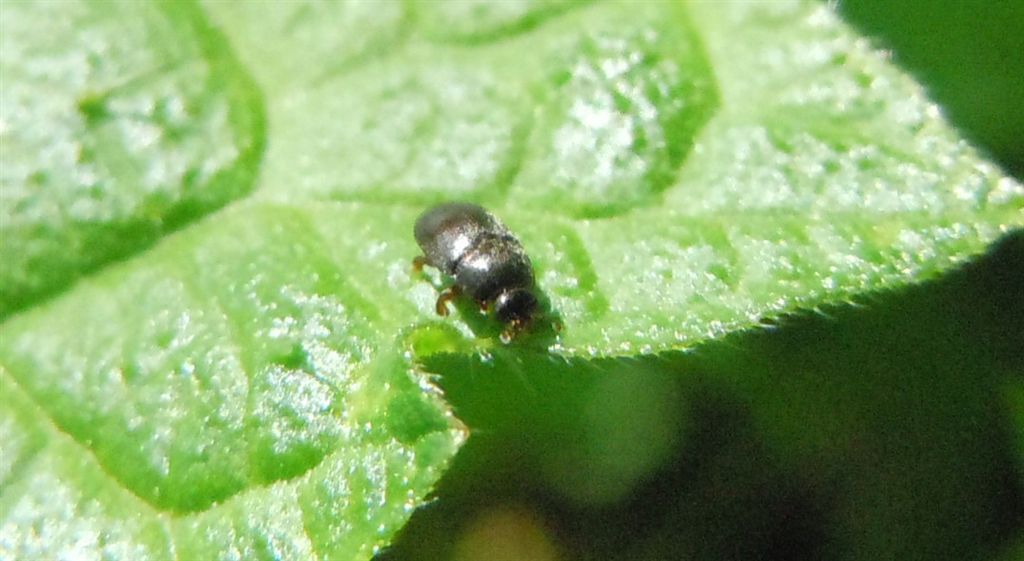 Meligethes?