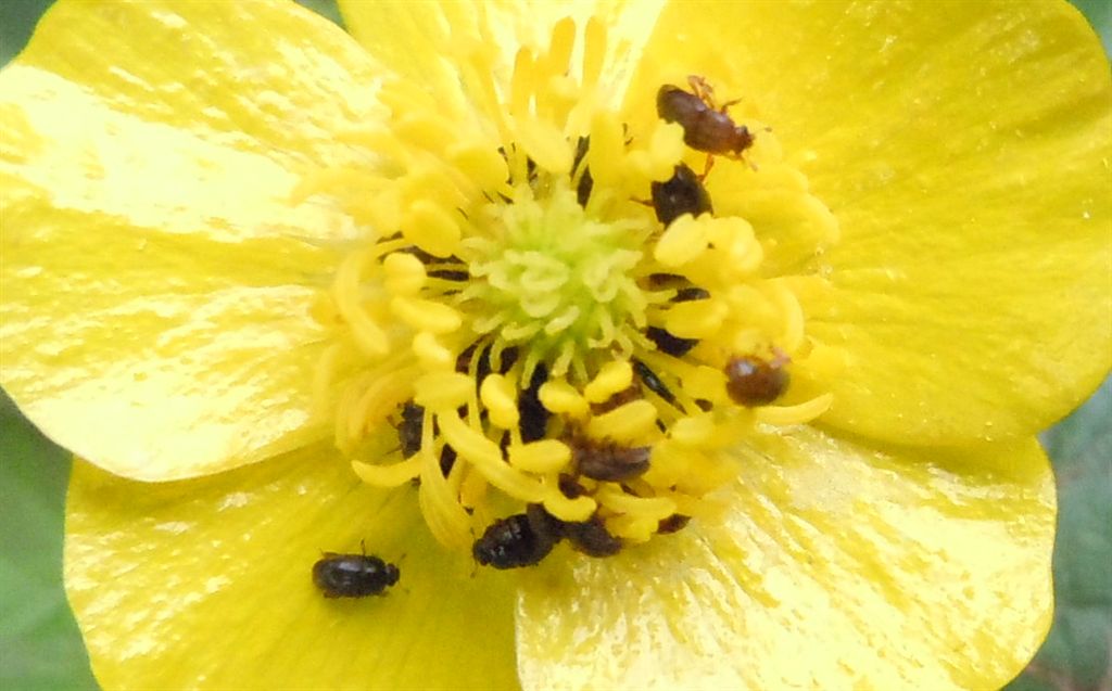 Meligethes?