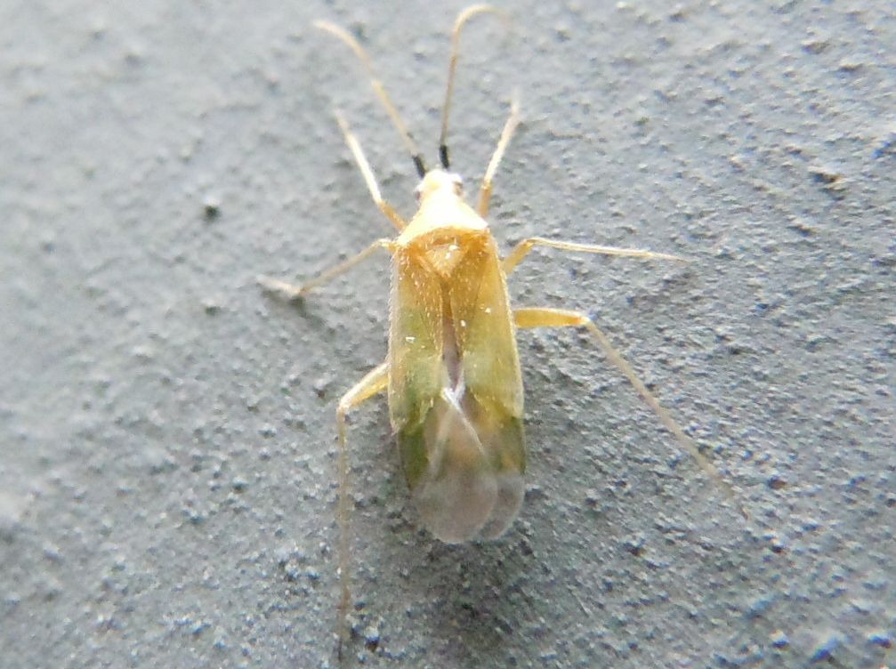 Miridae: Macrolophus pygmaeus della Campania (NA)