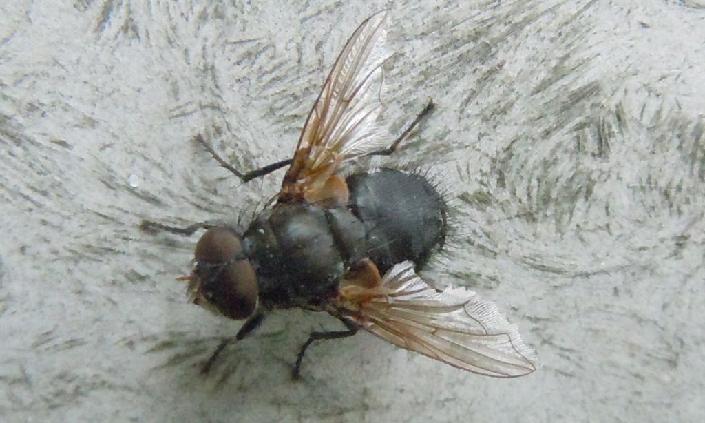 Muscidae?