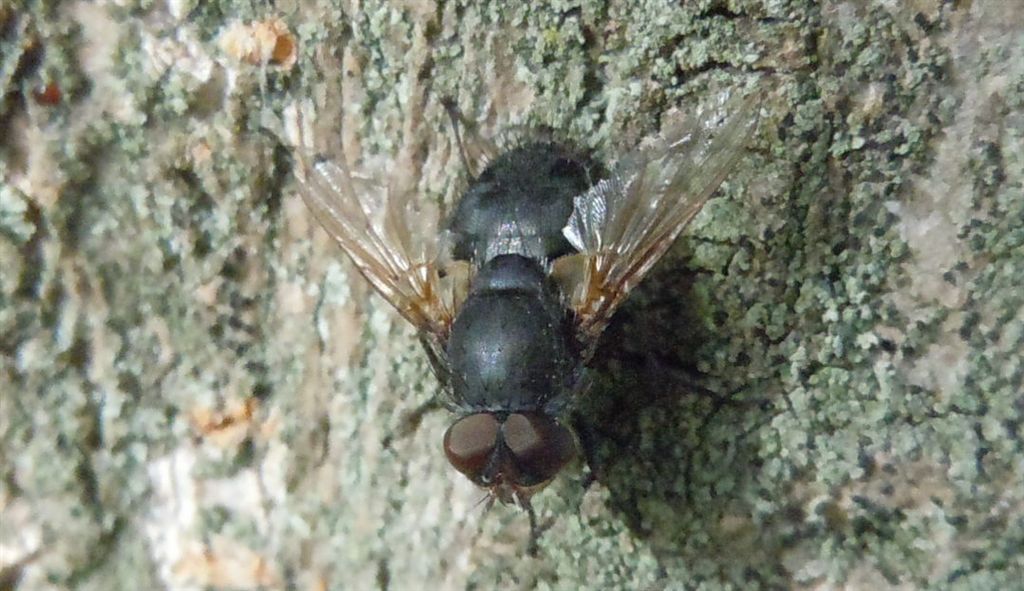 Muscidae?