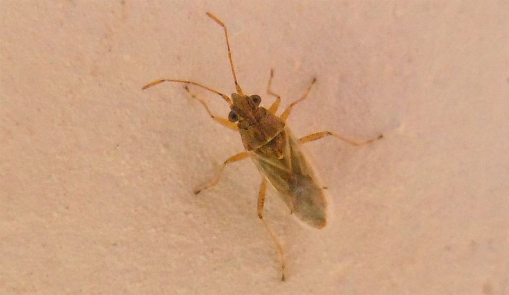 Nysius? Nysius sp.