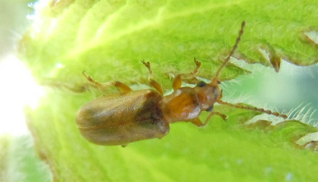 Chrysomelidae: Orsodacne humeralis