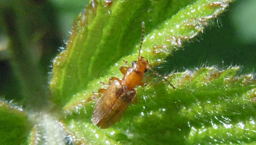 Chrysomelidae: Orsodacne humeralis