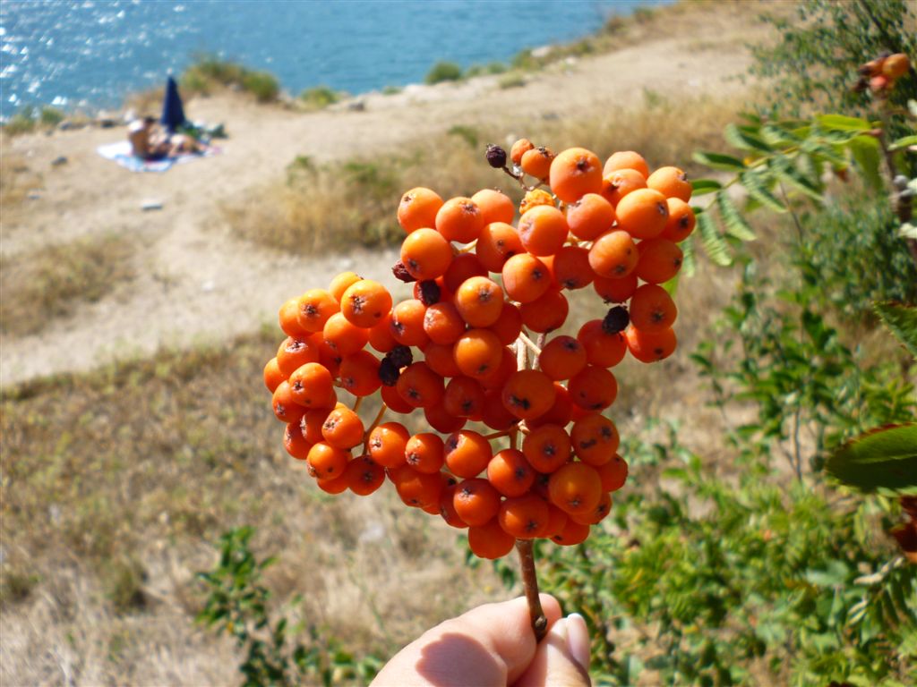 Frutti arancioni - Sorbus aucuparia