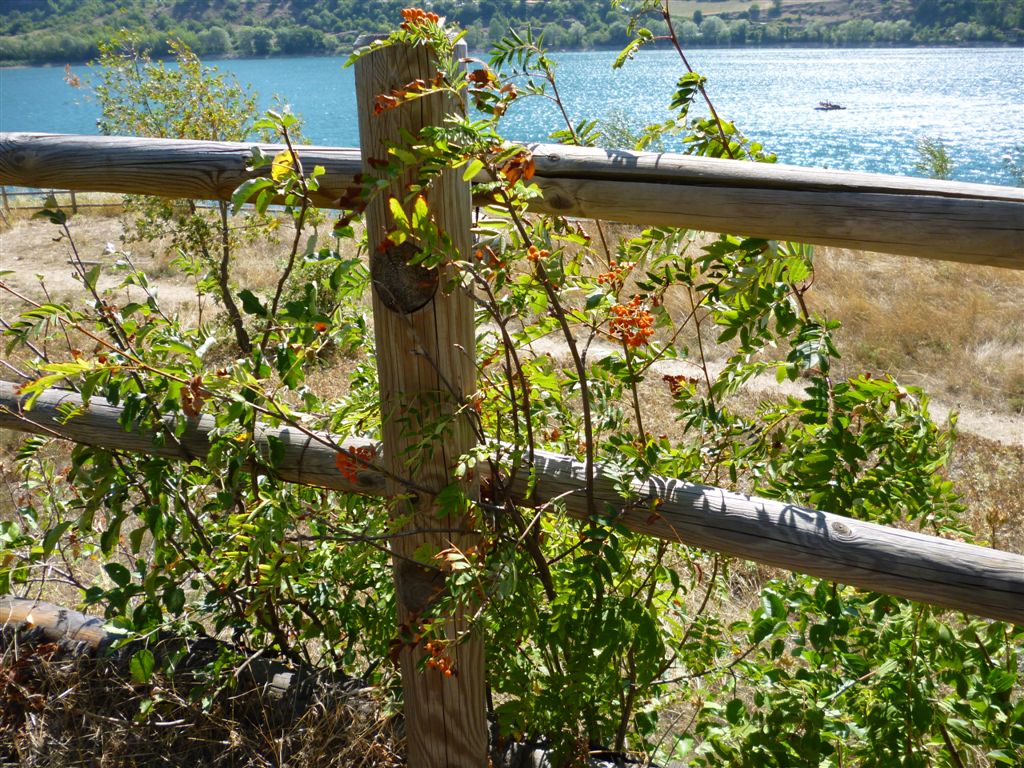 Frutti arancioni - Sorbus aucuparia